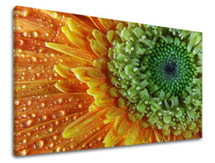 Во бохо стил слика со мотив цвеќиња, природа во портокалово-зелено нијанси | Слика за ѕид ЦВЕЌИЊА, природа и раст и развој – преглед
