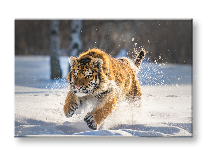 Класична слика на платно со мотив ЖИВОТНИ, тигар, снег, шума, пејзаж во бело-сино нијанси, енергична атмосфера, природа и сила и моќ, погоден за канцеларија – главна
